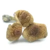 pacific shrooms